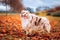 Closeup of a purebred Australian shepherd standing in the field with fallen autumn leaves