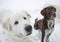 Closeup purebred dogs obediently sit on the snow