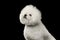 Closeup Purebred White Bichon Frise Dog, proudly, isolated on Black