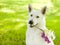 Closeup Purebred White Swiss Shepherd holding flower in its mouth