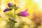 Closeup of purple Adenophora Stricta flowers, Campanuloideae, Ad