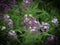 Closeup of  purple  Alyssum  flowers with blurred