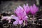 Closeup of purple autumn crocus