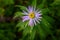 Closeup of purple bloom of Cascade Aster in summer, Paradise at Mt. Rainier National Park, Washington State, USA