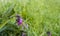 Closeup of a purple blooming Common Comfrey