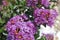 Closeup Of Purple Blooms, Summer Foliage with depth Of Field Perspective