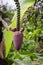 Closeup of purple blossom of banana plant in jungle of Cameroon, Africa