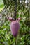 Closeup of purple blossom of banana plant in jungle of Cameroon, Africa