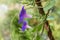 Closeup of purple blue colored field bindweed flowers Convolvulus arvensis