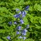 closeup of purple bluebell flowers - Hyacinthoides non-scripta