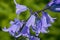 closeup of purple bluebell flowers - Hyacinthoides non-scripta