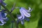 closeup of purple bluebell flowers - Hyacinthoides non-scripta