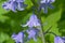 closeup of purple bluebell flowers - Hyacinthoides non-scripta