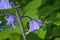 closeup of purple bluebell flowers - Hyacinthoides non-scripta