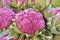 closeup purple cauliflower head in Fall, color from anthocyanin