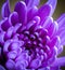 Closeup of a Purple China Aster