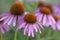 Closeup of purple coneflowers or Echinacea purpurea