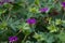 Closeup of a purple cranesbill on a flower bed.