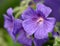 Closeup of a purple Cranesbill flower growing in a garden. Beautiful details of a colorful geranium flowering plant with