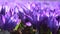 Closeup purple crocus flowers field. Beautiful spring footage