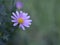 Closeup purple  daisy flower, little daisy with water drops in the garden