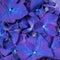 Closeup of purple dark blue hortensia flowers