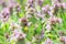 Closeup of Purple Dead-Nettle Lamium Purpureum in blossom.  Selective focus