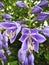 Closeup of Purple Delphinium Flowers