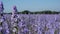 Closeup of purple delphinium flowers in field at Wick, Pershore, Worcestershire, UK. The petals are used to make wedding confetti.