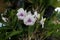 Closeup of Purple Dendrobium sonia orchid flowers