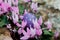 Closeup on purple egg in cyclamen bush