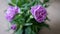 Closeup Purple Flower Crysanthemum
