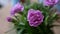 Closeup Purple Flower Crysanthemum 2