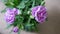 Closeup Purple Flower Crysanthemum Natural