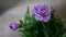 Closeup Purple Flower Crysanthemum Natural Light