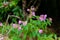 Closeup purple flower of Indian Rhododendron