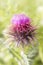 Closeup purple flower of onopordum acanthium on blur green background. Wiolet wild flower macro background.