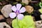 Closeup purple flower Pinguicula moranensis ,Tina, grandiflora ,Mexican Butterworts Carnivorous flowering plants ,Hybrid between p