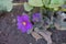 Closeup of purple flower of Primula juliae