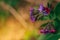 Closeup of the purple flower pulmonaria mollis in the mountains of bavaria