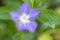 Closeup of a purple flower of Vinca major, with the common names bigleaf periwinkle, large periwinkle, greater periwinkle and blue