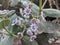 Closeup of purple flowers of Calotropis procera plant in a garden