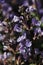 Closeup of the purple flowers on a catmint plant