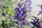 Closeup of the purple flowers on a catmint plant