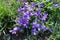 Closeup of purple flowers of dog violets