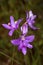 Closeup of purple flowers of grass pink orchid, New Hampshire.