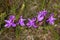 Closeup of purple flowers of grass pink orchid, New Hampshire.