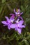 Closeup of purple flowers of grass pink orchid, New Hampshire.