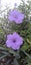 Closeup purple flowers of Ruellia simplex, Mexican petunia