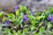 Closeup purple flowers (Scientific name: Viola odorata, Sweet Vi